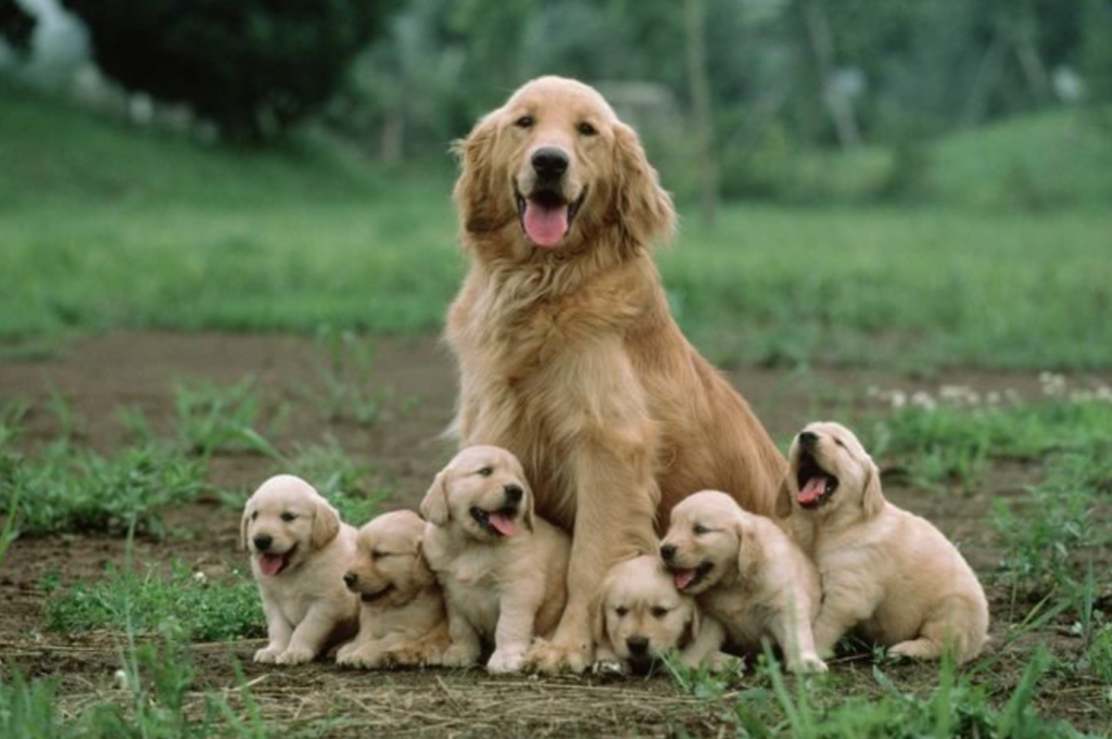 mom and puppies